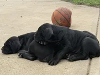 Liam, a male Cane Corso for sale in Belton, MO – Photo 3 of 6