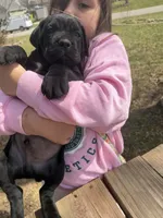 Liam, a male Cane Corso for sale in Belton, MO – Photo 6 of 6