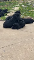Liam, a male Cane Corso for sale in Belton, MO – Photo 2 of 6