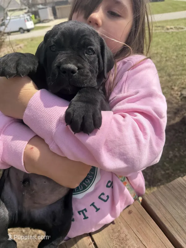 Liam – Cane Corso puppy for sale in Belton, MO
