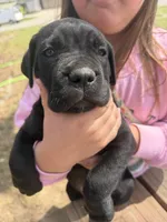 Liam, a male Cane Corso for sale in Belton, MO – Photo 4 of 6