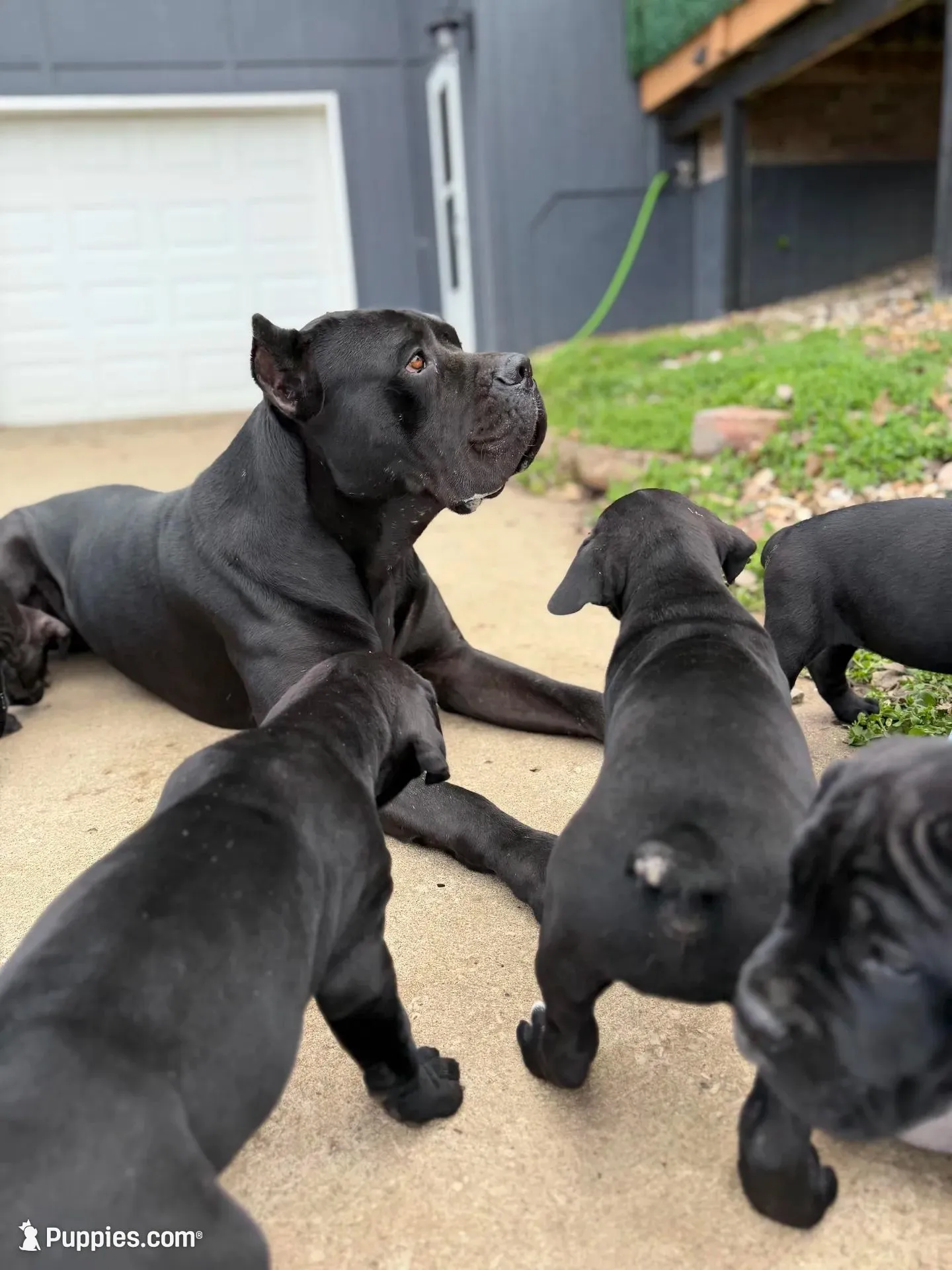 Sophia , a female Cane Corso for sale in Belton, MO – Photo 4 of 9