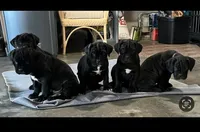 Sophia , a female Cane Corso for sale in Belton, MO – Photo 5 of 9