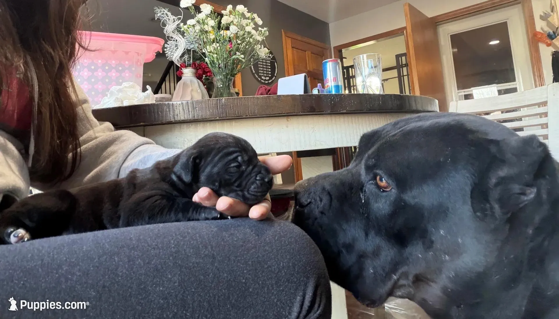Sophia , a female Cane Corso for sale in Belton, MO – Photo 9 of 9