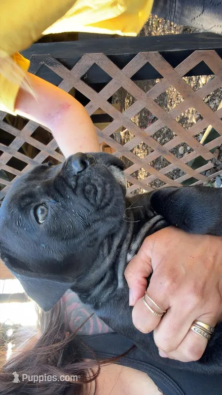Rose  – Cane Corso puppy for sale in Belton, MO