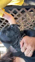 Rose , a female Cane Corso for sale in Belton, MO – Photo 1 of 10