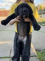 Rose , a female Cane Corso for sale in Belton, MO – Photo 8 of 10