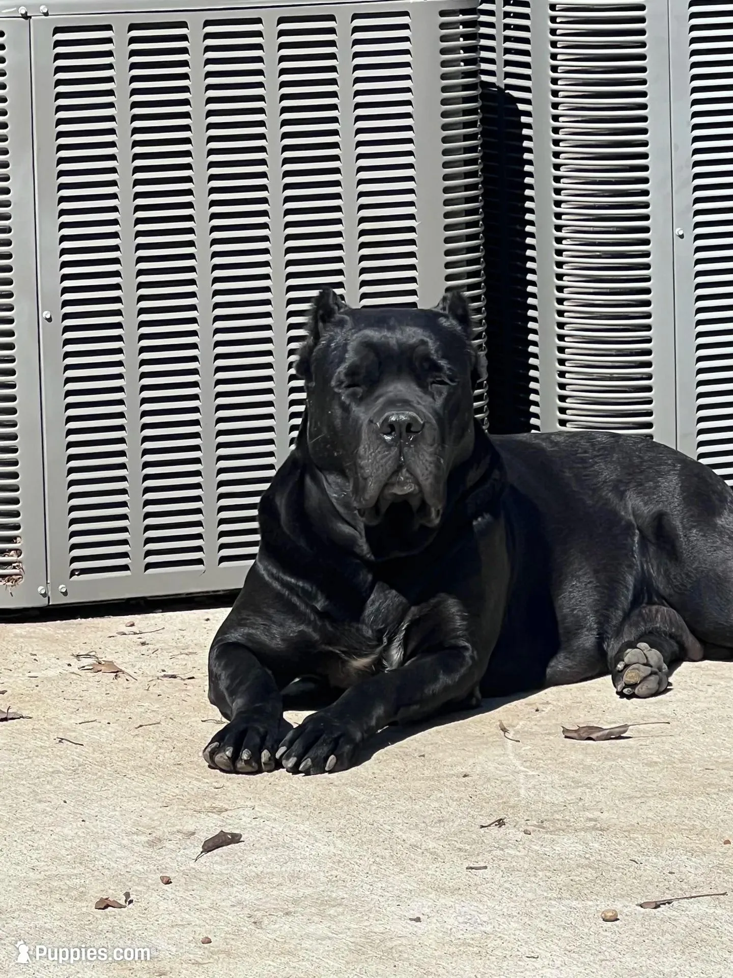 Sophia , a female Cane Corso for sale in Belton, MO – Photo 3 of 9
