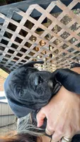 Rose , a female Cane Corso for sale in Belton, MO – Photo 3 of 10