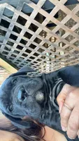 Rose , a female Cane Corso for sale in Belton, MO – Photo 4 of 10