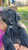 Rose , a female Cane Corso for sale in Belton, MO – Photo 5 of 10