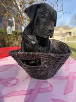 Rose , a female Cane Corso for sale in Belton, MO – Photo 10 of 10