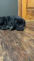 Sophia , a female Cane Corso for sale in Belton, MO – Photo 6 of 9