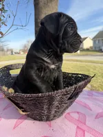 Rose , a female Cane Corso for sale in Belton, MO – Photo 9 of 10