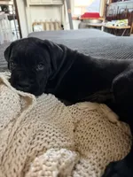 Sophia , a female Cane Corso for sale in Belton, MO – Photo 8 of 9