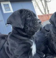 Sophia , a female Cane Corso for sale in Belton, MO – Photo 1 of 9