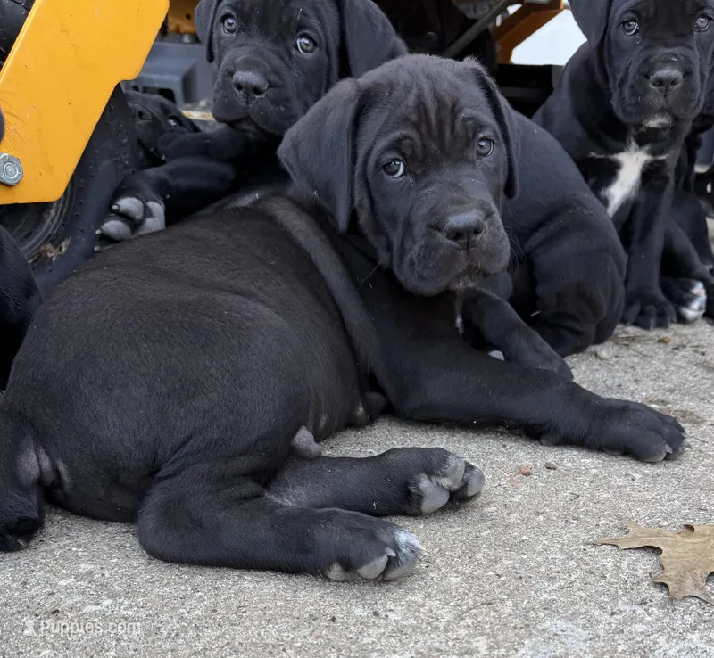 TJ – Cane Corso puppy for sale in Belton, MO