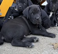 TJ, a male Cane Corso for sale in Belton, MO – Photo 1 of 7