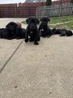 TJ, a male Cane Corso for sale in Belton, MO – Photo 4 of 7