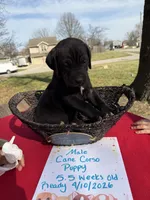 TJ, a male Cane Corso for sale in Belton, MO – Photo 6 of 7