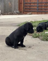 TJ, a male Cane Corso for sale in Belton, MO – Photo 7 of 7