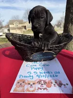 TJ, a male Cane Corso for sale in Belton, MO – Photo 5 of 7