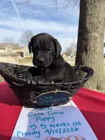 TJ, a male Cane Corso for sale in Belton, MO – Photo 2 of 7