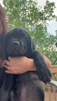Aris , a male Cane Corso for sale in Belton, MO – Photo 1 of 8