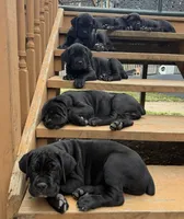 Aris , a male Cane Corso for sale in Belton, MO – Photo 8 of 8