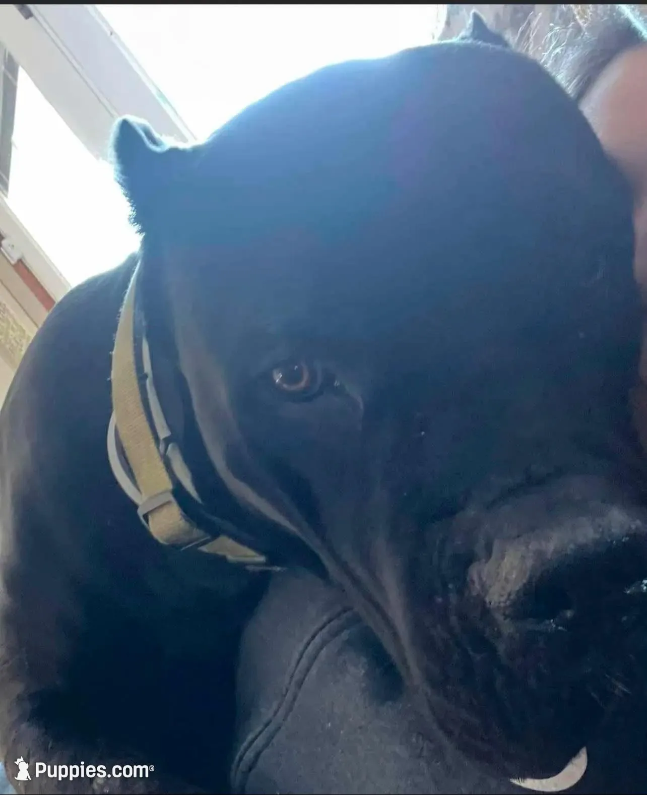 Aris , a male Cane Corso for sale in Belton, MO – Photo 4 of 8