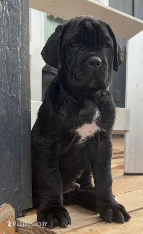 Aris  – Cane Corso puppy for sale in Belton, MO