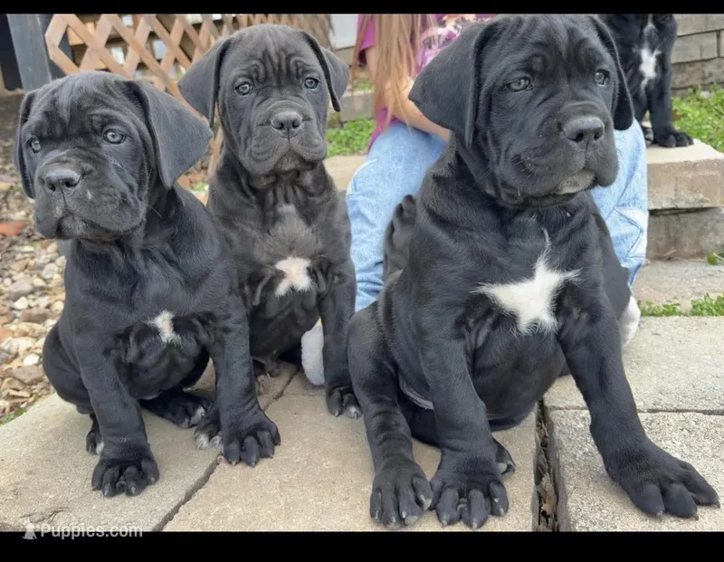Aris  – Cane Corso puppy for sale in Belton, MO