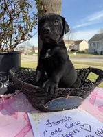 Sissy , a female Cane Corso for sale in Belton, MO – Photo 3 of 9