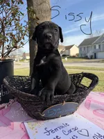 Sissy , a female Cane Corso for sale in Belton, MO – Photo 1 of 9