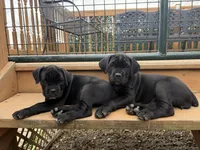 Sissy , a female Cane Corso for sale in Belton, MO – Photo 9 of 9