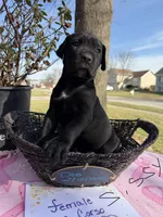 Sissy , a female Cane Corso for sale in Belton, MO – Photo 2 of 9