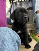 Sissy , a female Cane Corso for sale in Belton, MO – Photo 7 of 9