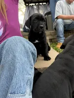 Sissy , a female Cane Corso for sale in Belton, MO – Photo 8 of 9