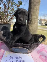 Sissy , a female Cane Corso for sale in Belton, MO – Photo 5 of 9