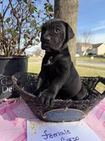 Sissy , a female Cane Corso for sale in Belton, MO – Photo 4 of 9