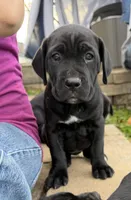 Sissy , a female Cane Corso for sale in Belton, MO – Photo 6 of 9