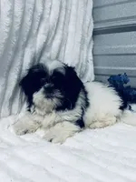 AKC Ash, a male Shih Tzu for sale in Elgin, SC – Photo 3 of 3