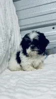 AKC Ash, a male Shih Tzu for sale in Elgin, SC – Photo 1 of 3