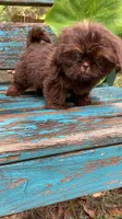 Cody, a male Shih Tzu for sale in Elgin, SC – Photo 7 of 7