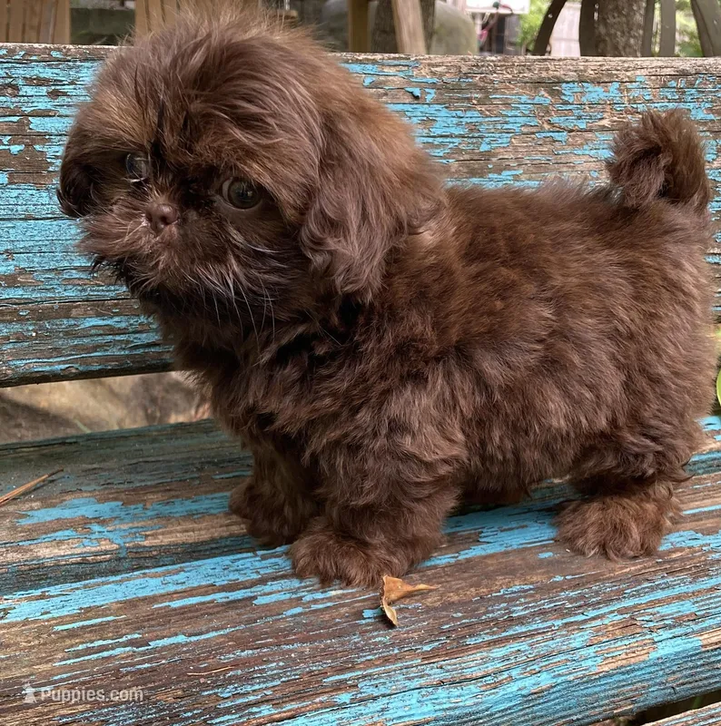 Cody, a male Shih Tzu for sale in Elgin, SC – Photo 1 of 7