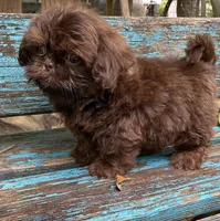 Cody, a male Shih Tzu for sale in Elgin, SC – Photo 1 of 7