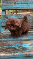Cody, a male Shih Tzu for sale in Elgin, SC – Photo 6 of 7