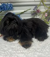 Bentley, a male Shih Tzu for sale in Elgin, SC – 2 of 7