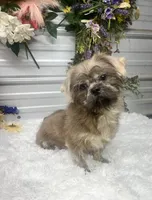 Knuckles, a male Shih Tzu for sale in Elgin, SC – 5 of 6