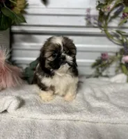 AKC Lena, a female Shih Tzu for sale in Elgin, SC – Photo 2 of 6
